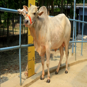 Male - Bull (ষাঁড়)